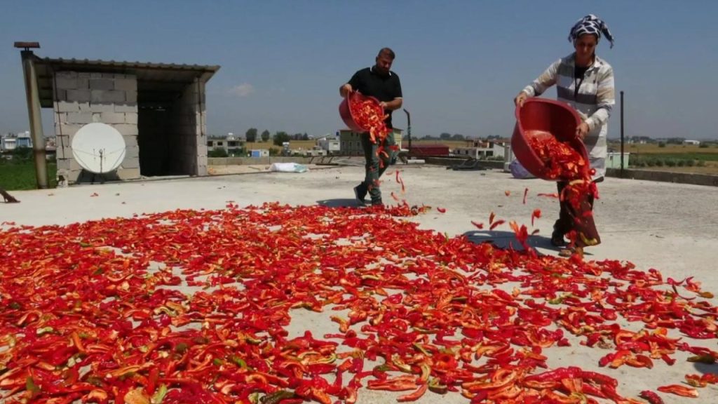 Amik Ovası’nda Kırmızı Mesai