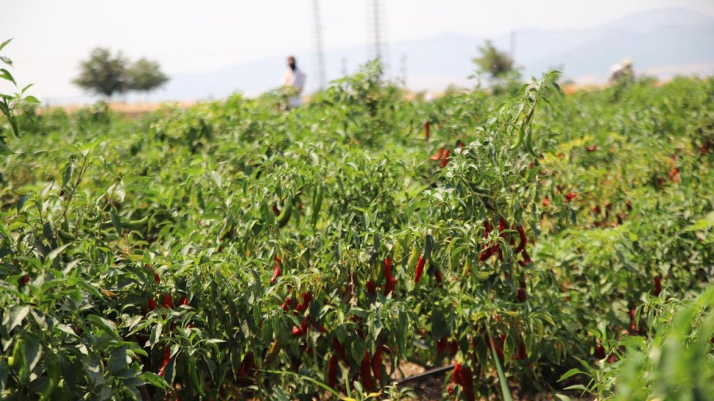 Gaziantep'te En Acı Hasat