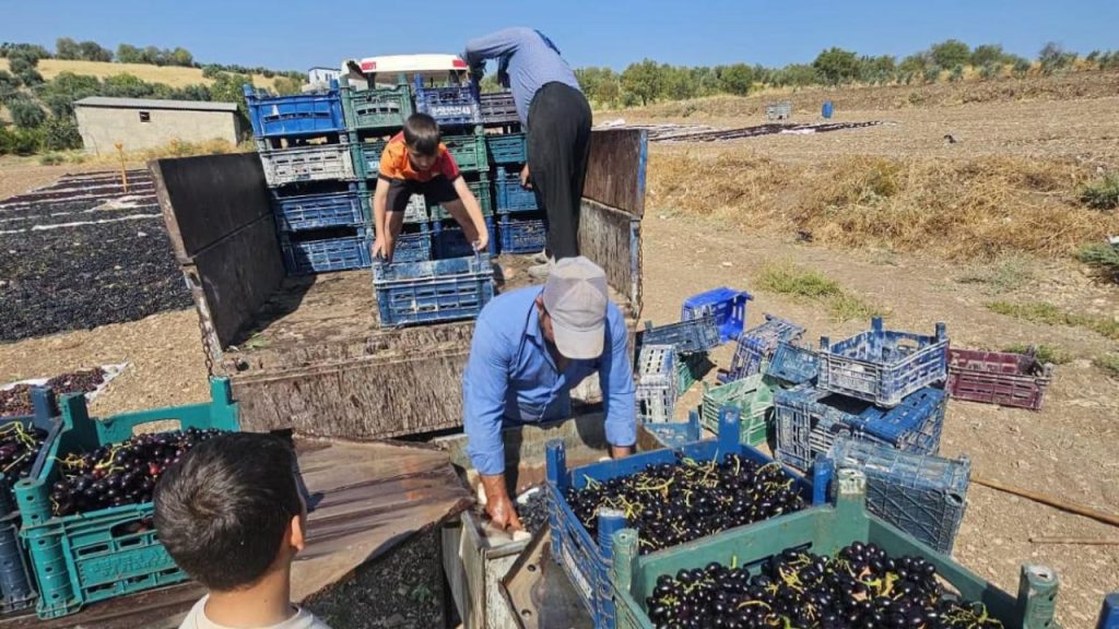 Horoz Karası Üzümünde Hasat Mesaisi  Devam Ediyor