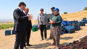 Vali Kalaylı Üzüm Hasadında Üreticilerle Buluştu